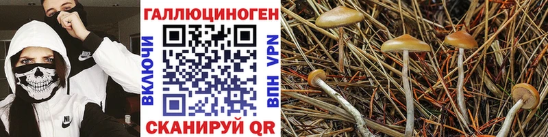 дарнет шоп  Дальнегорск  Галлюциногенные грибы Magic Shrooms 